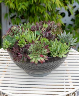 Sempervivum. Hippie Chicks  75 pellets